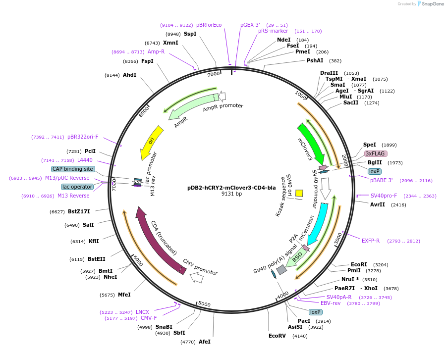 189983-plasmid-map-sequence-id-479862