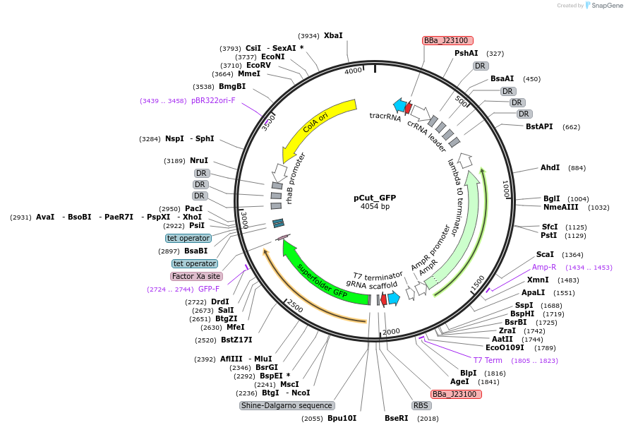 240154-plasmid-map-sequence-id-479867