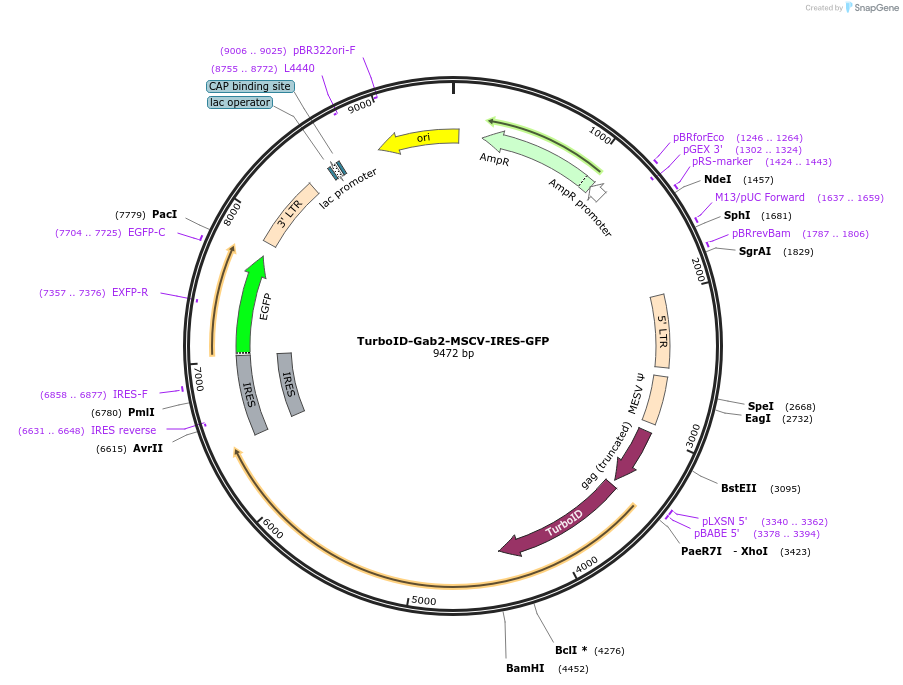 240132-plasmid-map-sequence-id-479871
