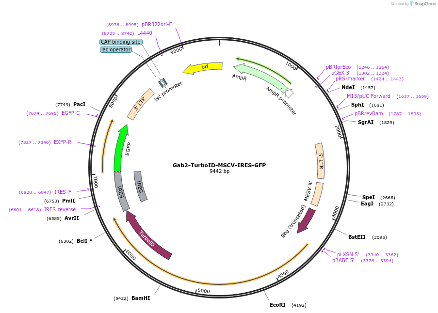 240131-plasmid-map-sequence-id-479872