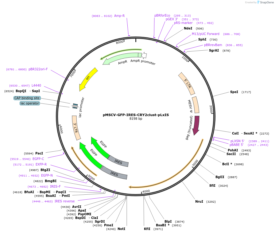 238371-plasmid-map-sequence-id-479873