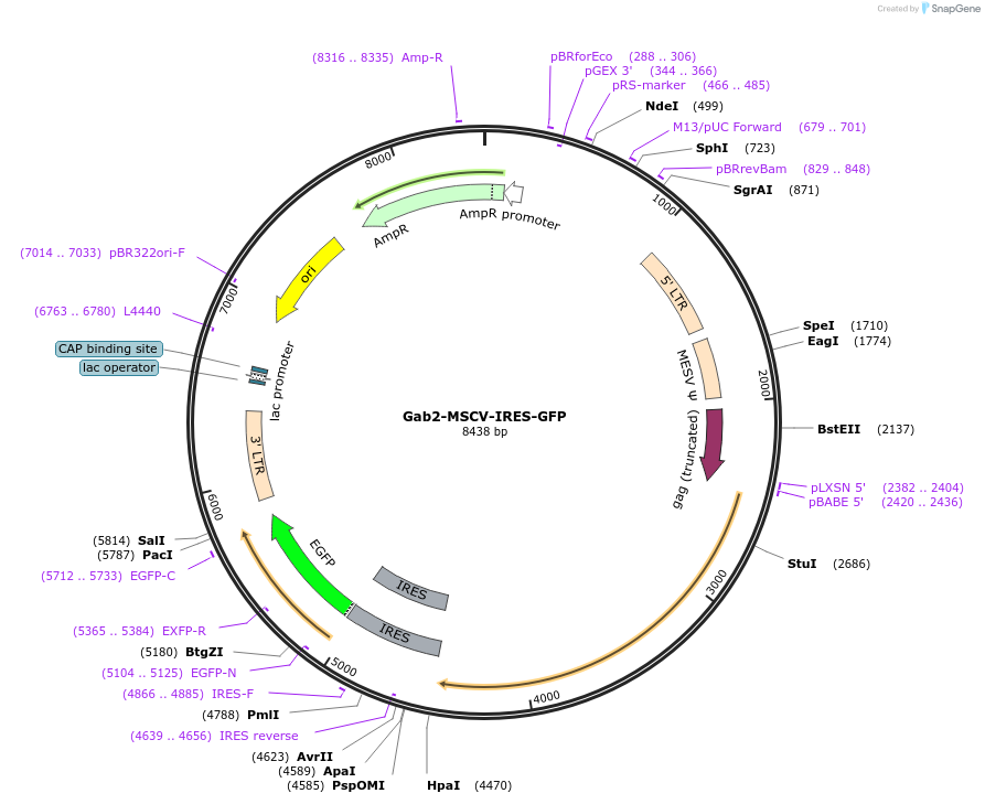 240126-plasmid-map-sequence-id-479877