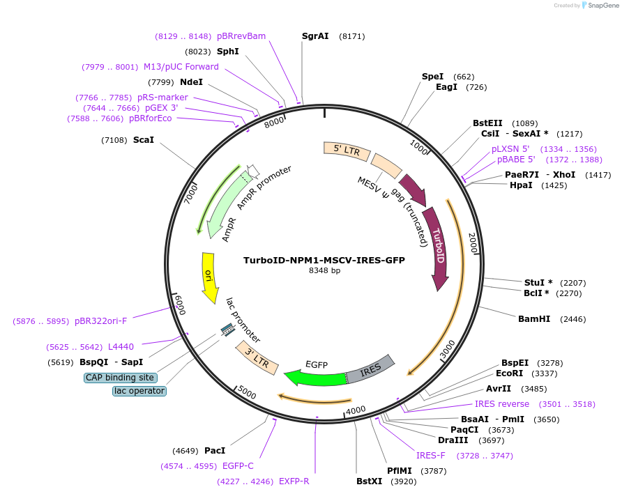 240133-plasmid-map-sequence-id-479878