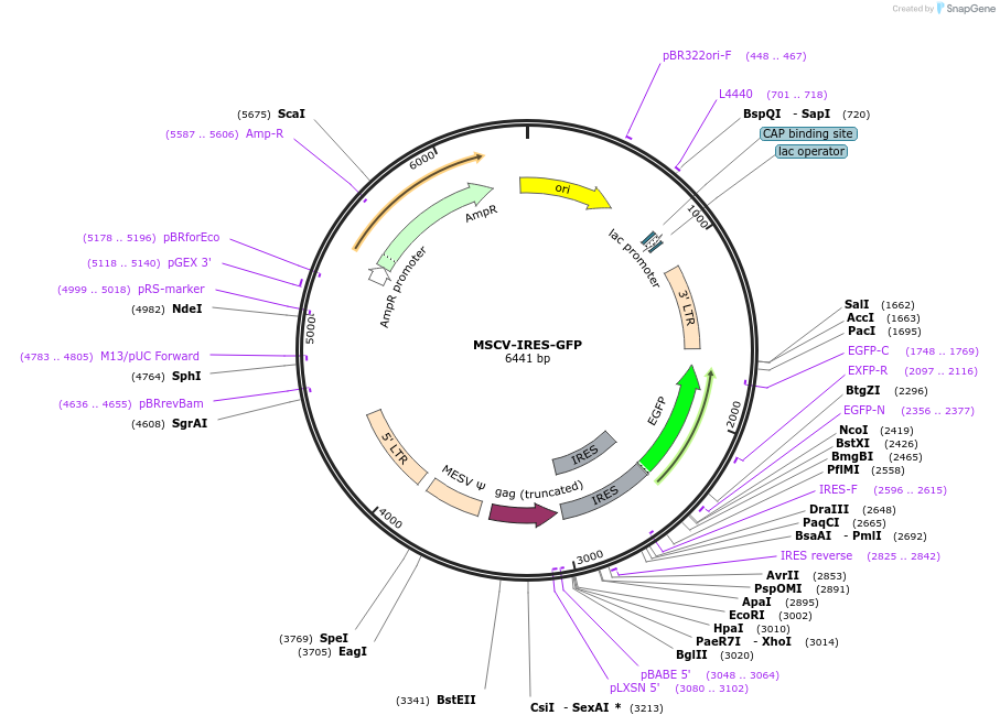 240128-plasmid-map-sequence-id-479879