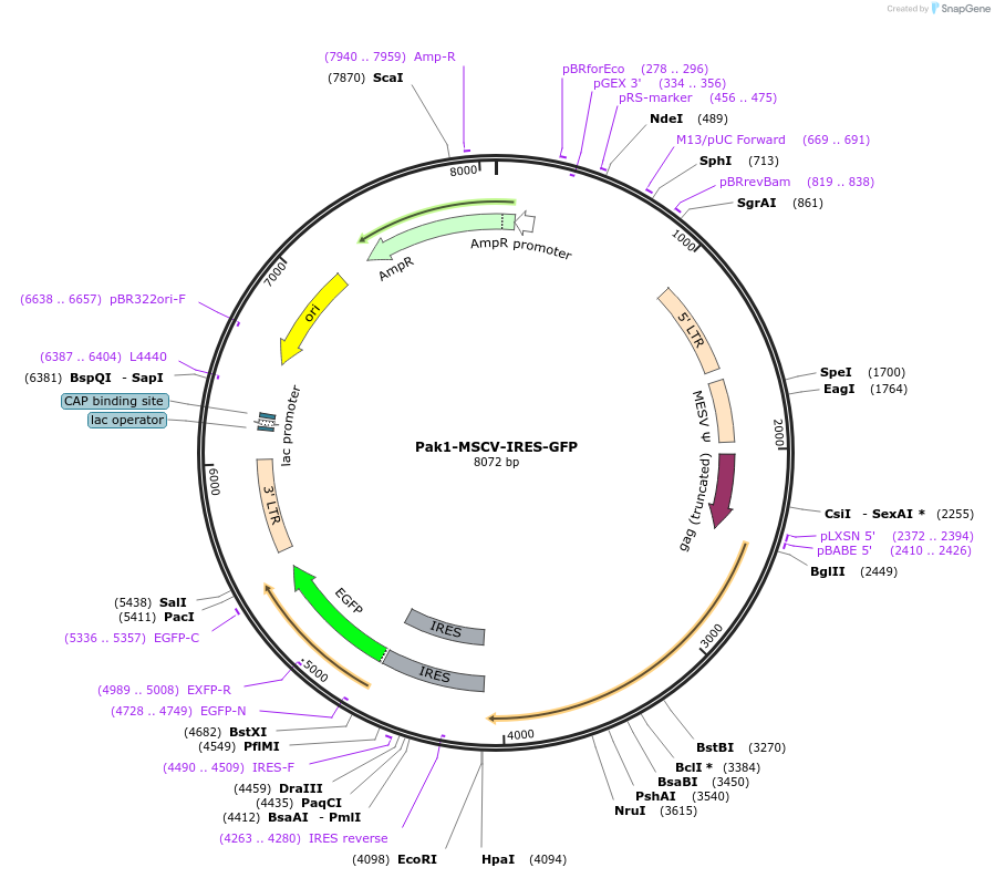 240127-plasmid-map-sequence-id-479880