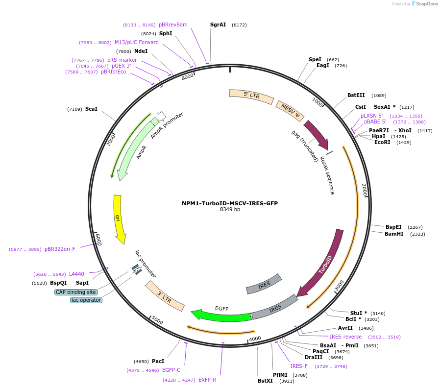 240134-plasmid-map-sequence-id-479881