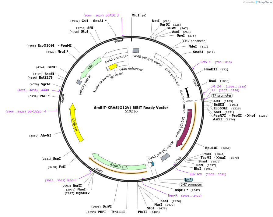 238832-plasmid-map-sequence-id-479923