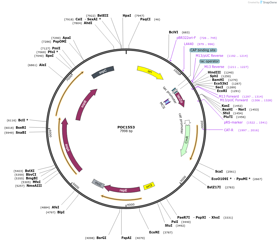 238470-plasmid-map-sequence-id-480220