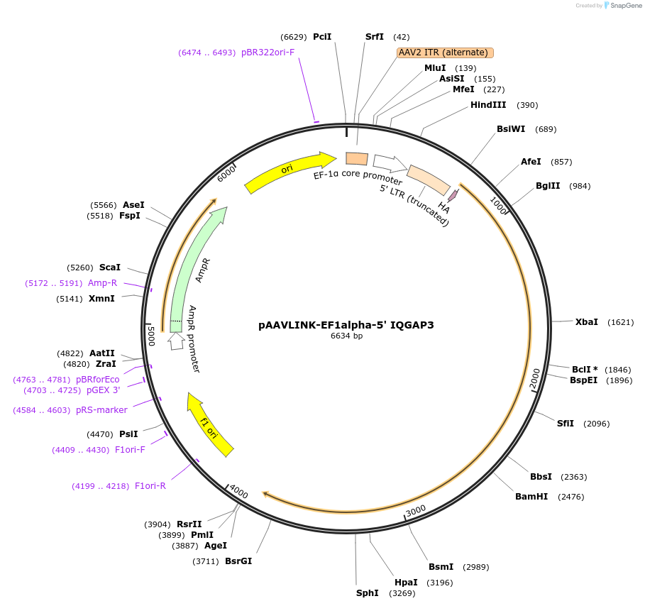 236704-plasmid-map-sequence-id-480228