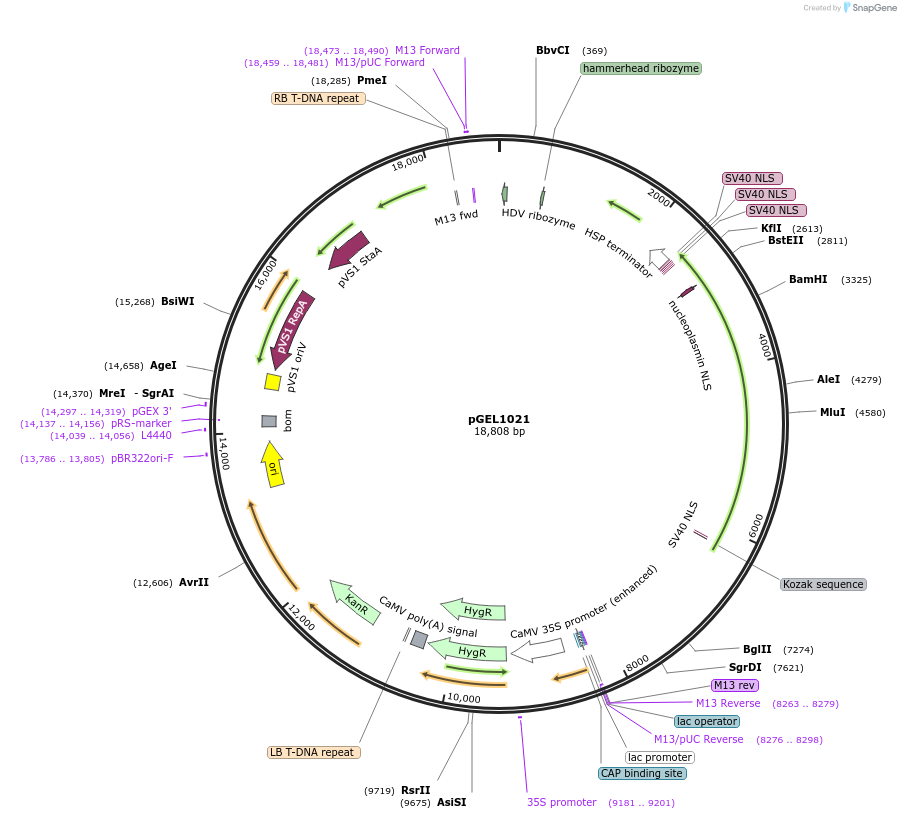 225273-plasmid-map-sequence-id-480235