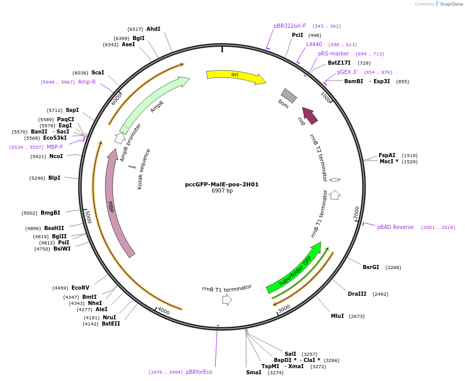 239760-plasmid-map-sequence-id-480239
