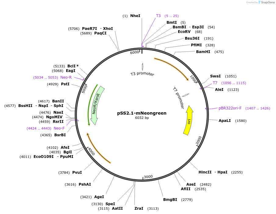 241016-plasmid-map-sequence-id-480267
