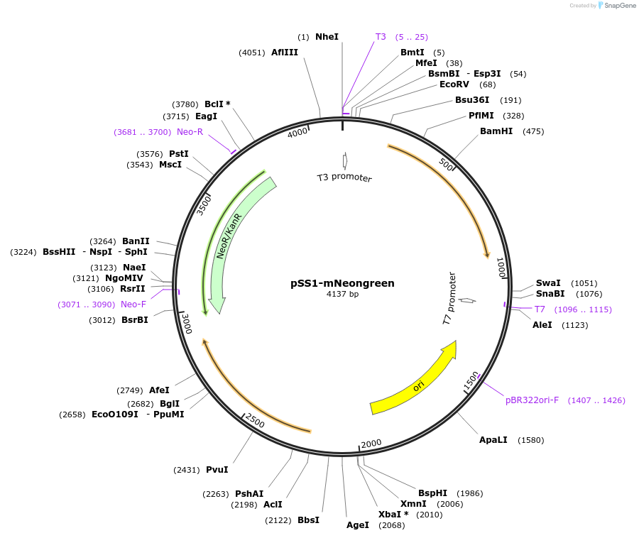 241014-plasmid-map-sequence-id-480269