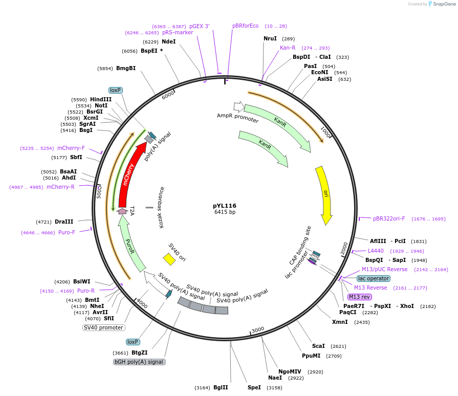 239967-plasmid-map-sequence-id-480272