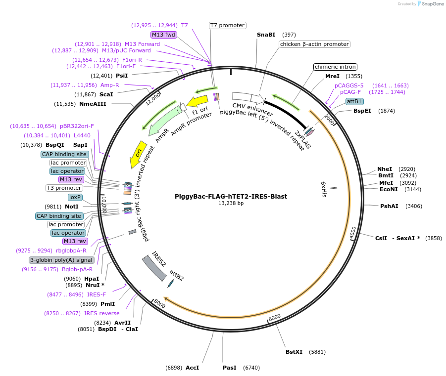 239819-plasmid-map-sequence-id-480373
