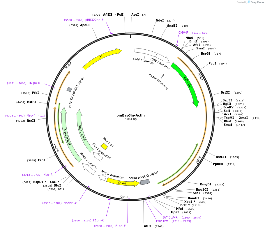 229609-plasmid-map-sequence-id-480517