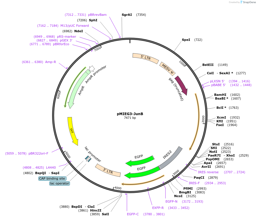 40349-plasmid-map-sequence-id-480525