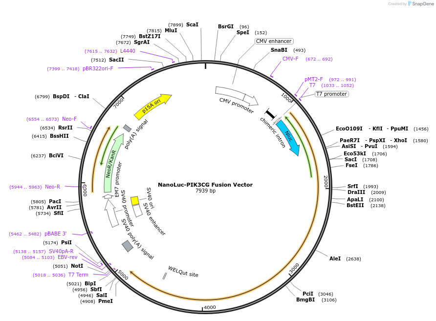 238862-plasmid-map-sequence-id-480608