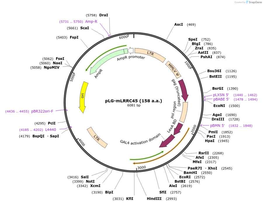 240067-plasmid-map-sequence-id-480857