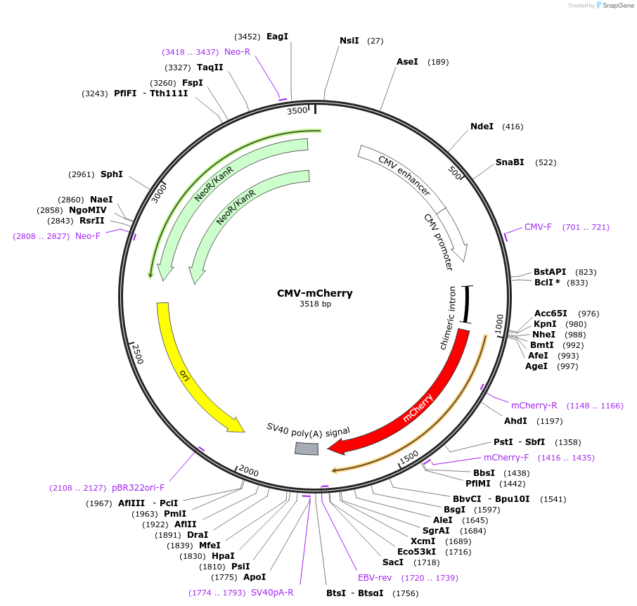 241313-plasmid-map-sequence-id-480862