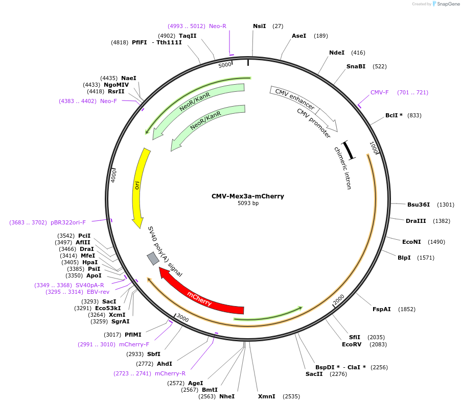 241312-plasmid-map-sequence-id-480863