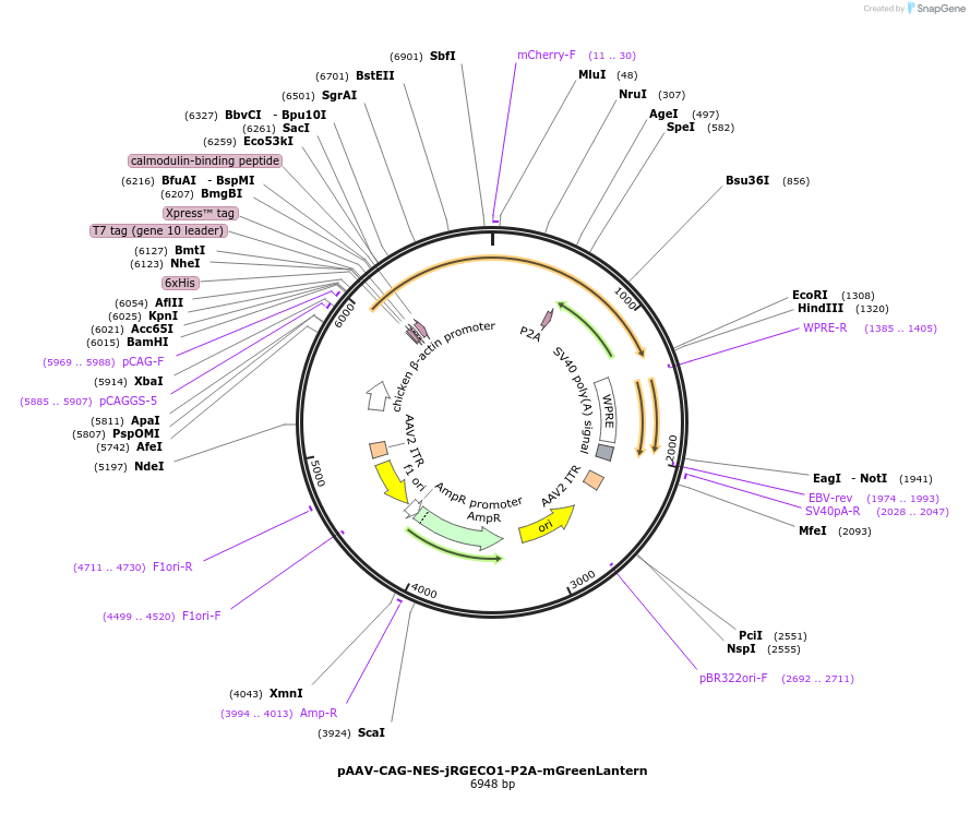 232844-plasmid-map-sequence-id-480864