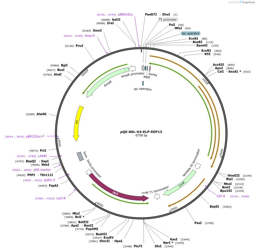 237223-plasmid-map-sequence-id-481076