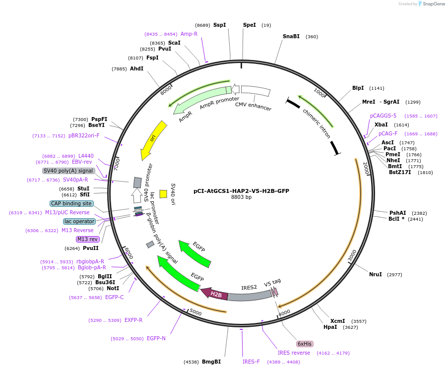 240495-plasmid-map-sequence-id-481091