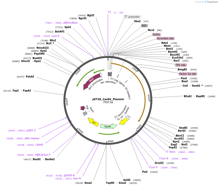 239445-plasmid-map-sequence-id-481114