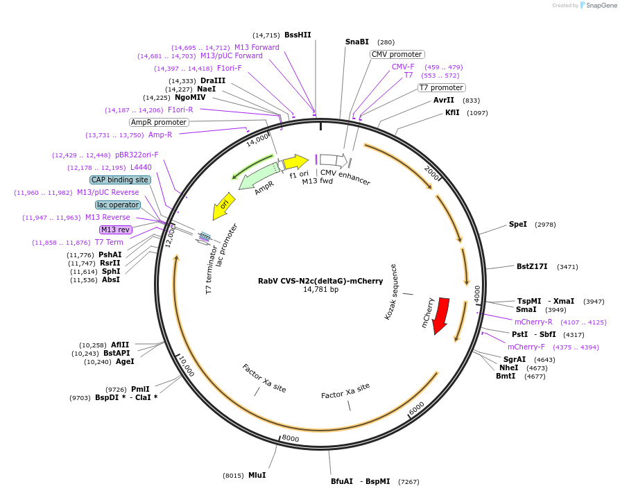 73464-plasmid-map-sequence-id-481197