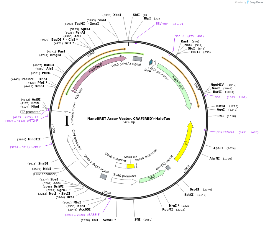 238580-plasmid-map-sequence-id-481208