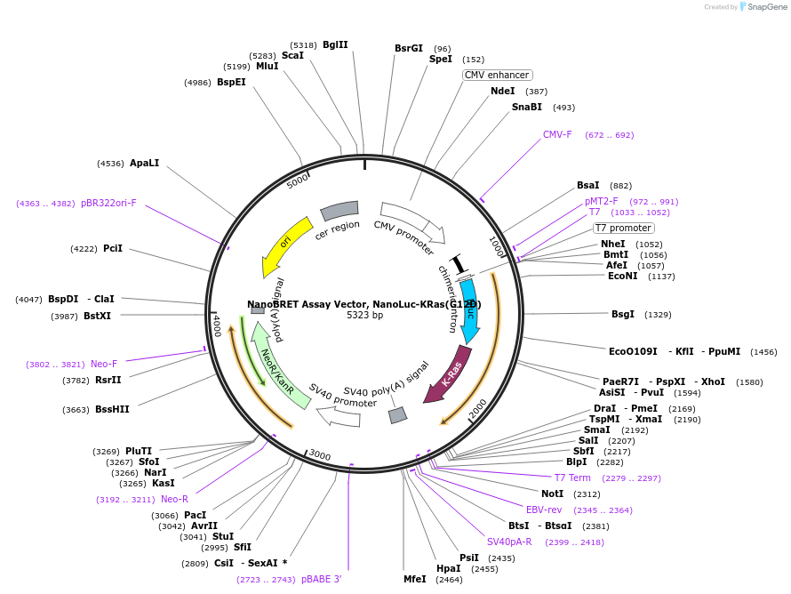 238581-plasmid-map-sequence-id-481209