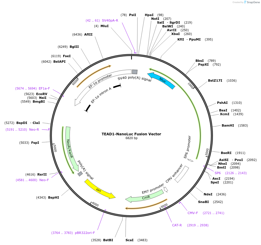 238657-plasmid-map-sequence-id-481492