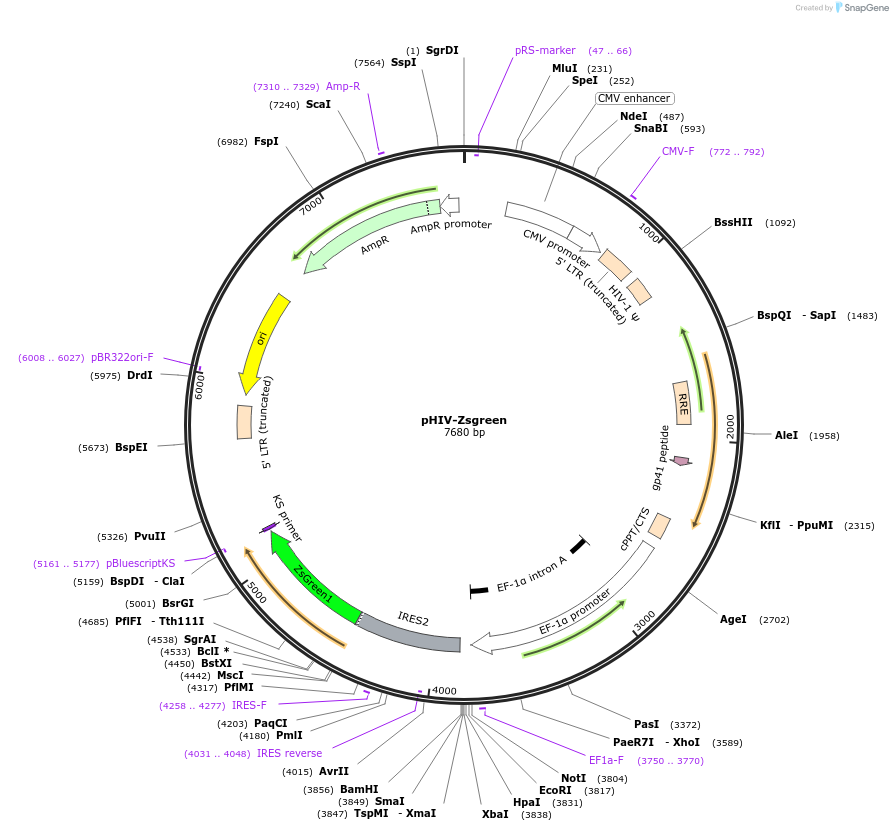 18121-plasmid-map-sequence-id-481546