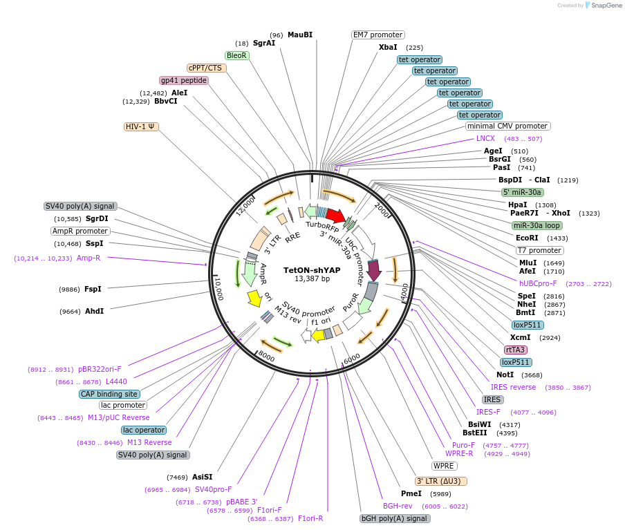 115667-plasmid-map-sequence-id-481552