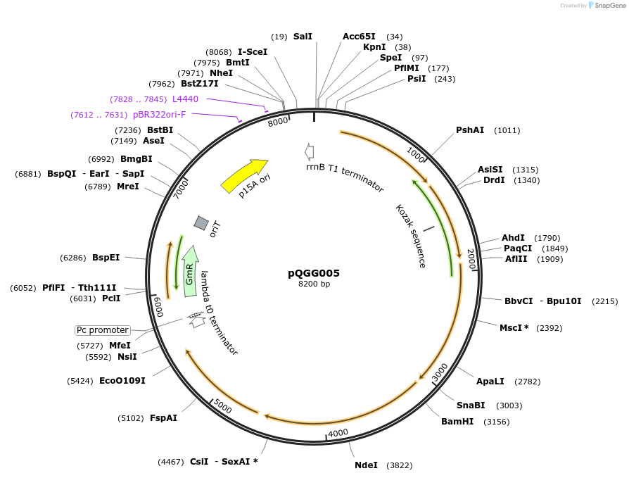 231332-plasmid-map-sequence-id-481626