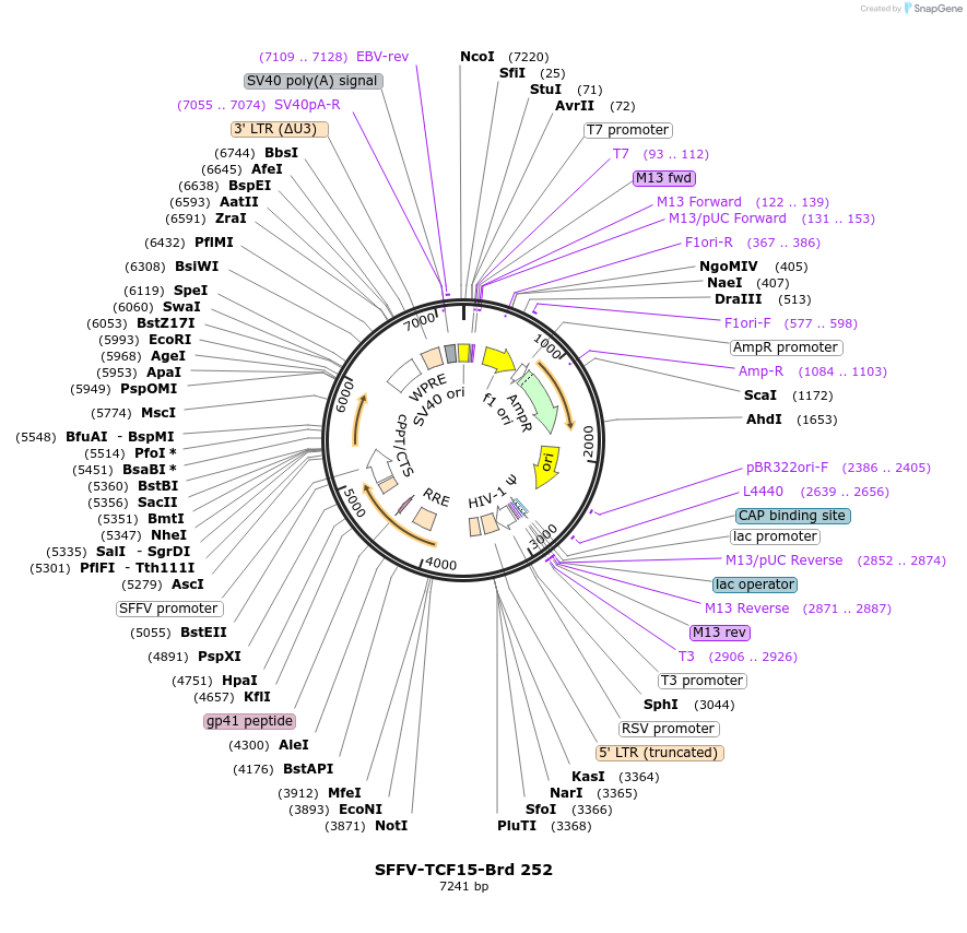 219195-plasmid-map-sequence-id-481632