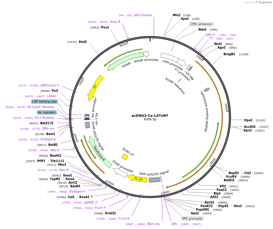 240981-plasmid-map-sequence-id-481636