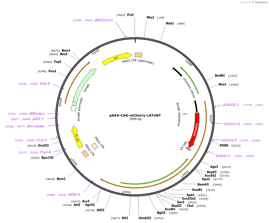 240989-plasmid-map-sequence-id-481641