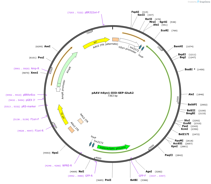 227233-plasmid-map-sequence-id-481669