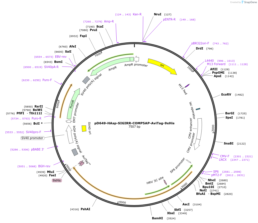 157058-plasmid-map-sequence-id-481692