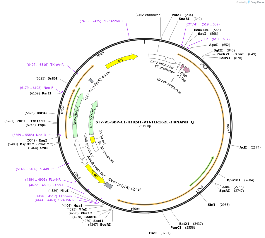 147332-plasmid-map-sequence-id-481704