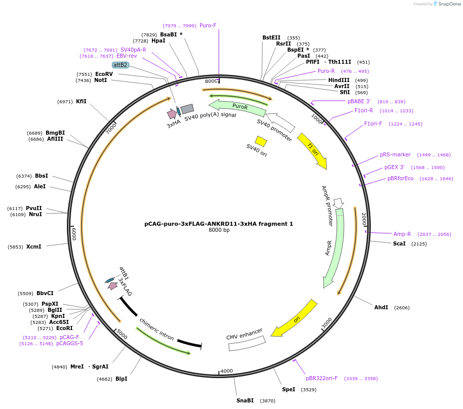 236618-plasmid-map-sequence-id-481705