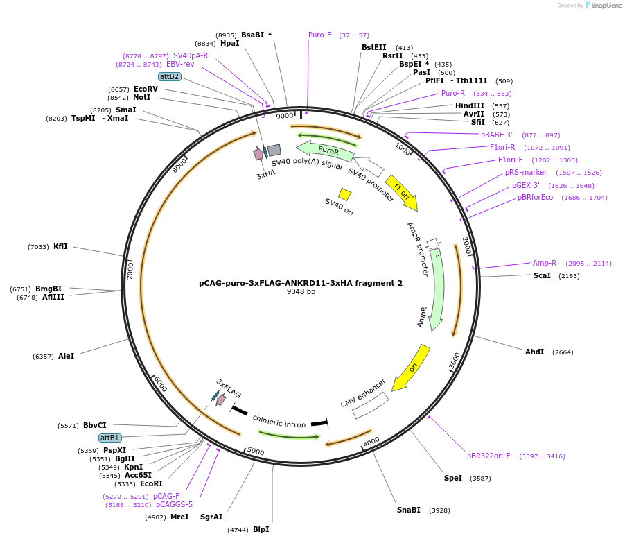 236619-plasmid-map-sequence-id-481707
