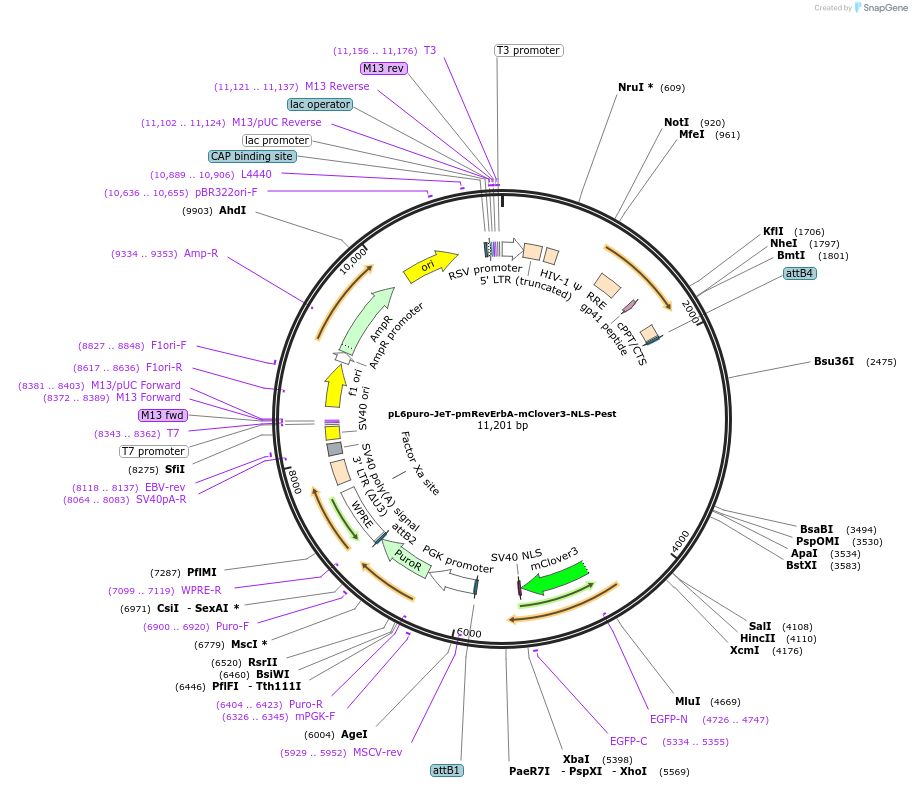 240109-plasmid-map-sequence-id-481752