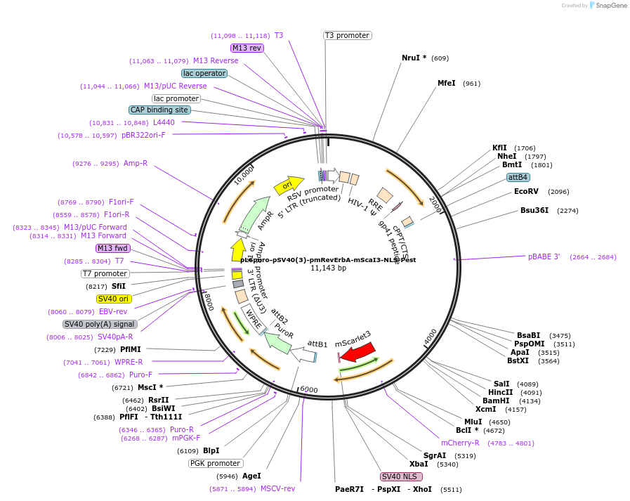 240117-plasmid-map-sequence-id-481757