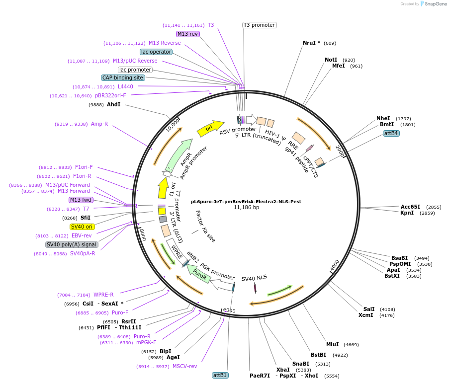 240111-plasmid-map-sequence-id-481759
