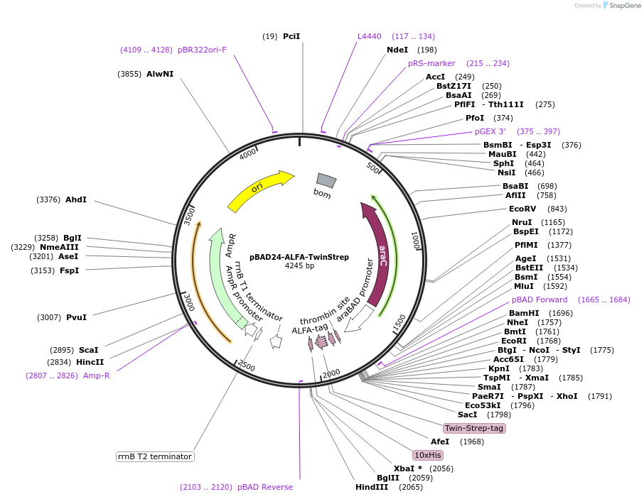 240248-plasmid-map-sequence-id-481760