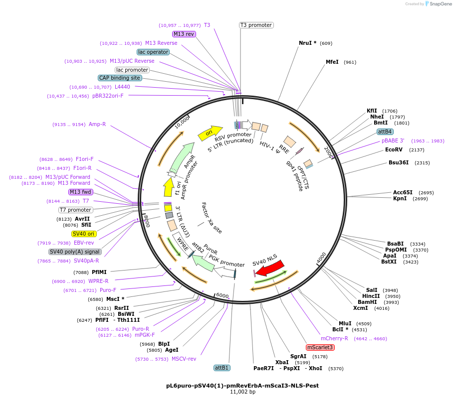 240116-plasmid-map-sequence-id-481764