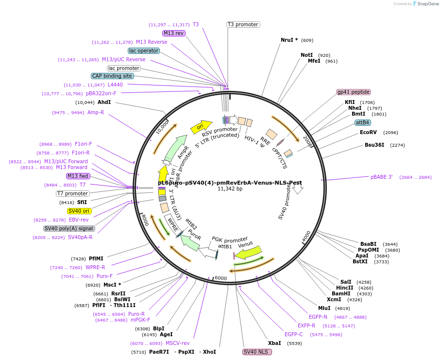 240115-plasmid-map-sequence-id-481765